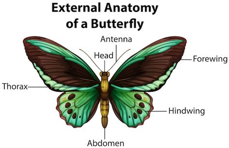 Butterfly Facts For Kids, Butterfly Anatomy, Butterfly On White Background, Butterfly Facts, Facts For Kids, Butterfly Pictures, Beautiful Images Nature, Painting Tips, A Butterfly