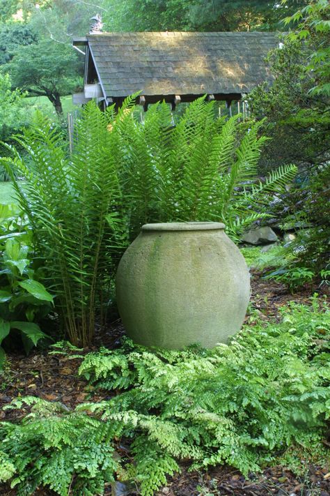 Fern Rock Garden, Autumn Fern Landscaping, Fern Garden Landscaping, Fern Garden Ideas, Australian Tree Fern, Christmas Fern, Fern Garden, Potted Ferns, Japanese Painted Fern