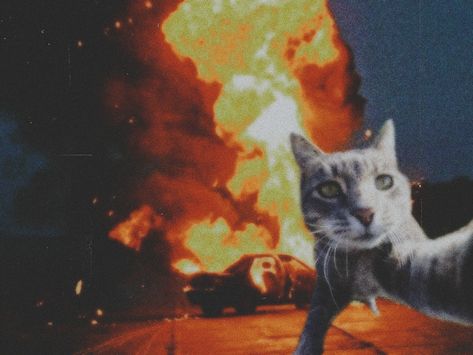 Cute cat 
Fire
Aesthetic Cat On Fire Funny, Cat With Fire Meme, Cat Pc Wallpaper, Fire Aesthetic Wallpaper, Cat Explosion, Fire Aesthetic, Cute Grunge, Cat Profile, Funny Cat Wallpaper