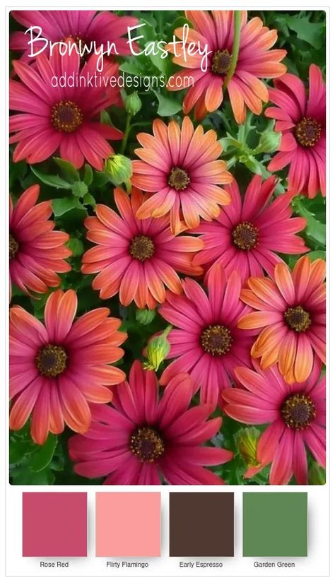 Colour Combinations for Daisy Delight – Part A – Addinktive Designs Addinktive Designs, Color Generator, Orchid Color, Color Schemes Colour Palettes, Nature Color Palette, Design Seeds, Color Palette Design, Color Balance, Flower Display