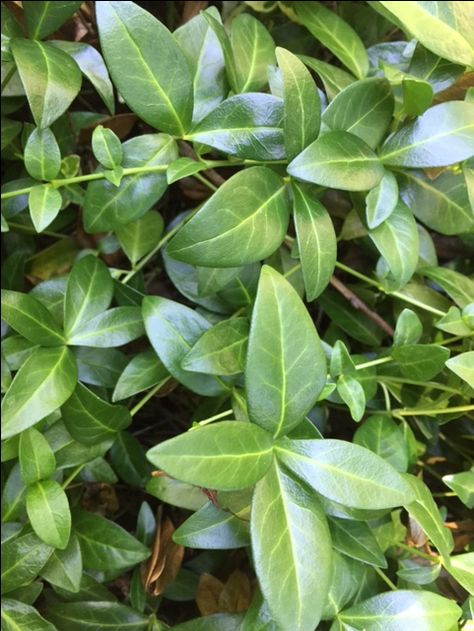 What is the quickest way to eliminate periwinkle? Periwinkle Garden Ideas, Periwinkle Plant, Big Leaves, Yellow Leaves, Front Garden, Gardening Ideas, Vines, Plant Leaves, Plants