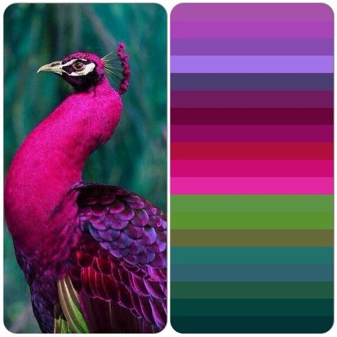 Peacock Coloured Bedroom, Colour Palette Peacock, Peacock Colours Palette, Peacock Color Palette Wedding, Peacock Colors Palette, Portfolio Color Palette Inspiration, Magenta Colour Palette, Magenta Color Combinations, Peacock Colour Palette