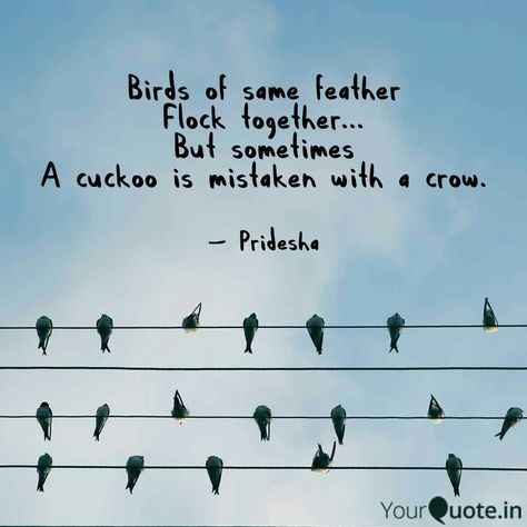 Pridesha Jayaprakash says, ' Birds of same feather Flock together... But sometimes A cuckoo is mistaken with ... '. Read the best original quotes, shayari, poetry & thoughts by Pridesha Jayaprakash on India's fastest growing writing app | YourQuote. Birds Of The Same Feather Quotes People, Birds Of The Same Feather Flock Together, Birds Of A Feather Flock Together Quote, Birds Of A Feather Flock Together, Quotes About Birds Inspirational, Quote Tattoo Ideas, Feather Quotes, Frozen Memes, Typography Ideas