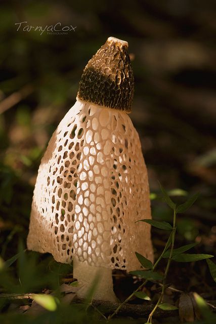 Bridal veil fungus - beautiful design and God's handiwork. Bridal Veil Mushroom, Skin Fungus, Veiled Lady, Fungi Illustration, Summer Gardening, Lichen Moss, Mushroom Pictures, Plant Fungus, Slime Mould