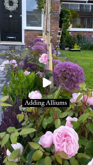 Rebecca Firman on Instagram: "September through to October is perfect for allium bulb planting! Some of my favourite varieties are listed below:

🌸 Pinball Wizard (featured above)
🌸 Giganteum
🌸 Globemaster
🌸 Mount Everest

Happy planting! #alliums #allium #bulbplanting #springflowers #autumngardening #alliumbulbs #gardendesign #gardendesignjournal #gardening #cottagegarden" Gladiator Allium Garden, Allium Garden, Allium Giganteum, Bulb Planting, Pinball Wizard, Planting Bulbs, Autumn Garden, Cottage Garden, Be Perfect