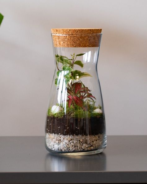 Meet our Porto DIY Terrarium Kit—a tiny wonder packed with charm! 🌱 Perfectly designed to fit in any corner or small space, this small bottle terrarium is great for desks, shelves, or even as a thoughtful gift. Everything you need is included, so creating your own lush little world is easy and fun! ✨ 💚 Ready to craft your mini masterpiece? Tap the link in our bio to shop the Porto Kit now and add a touch of nature to your space! #terrarium #terrariumshop #terrariumlove #terrariumsofinstagr... Terrarium Shop, Terrarium Scene, Garden Jungle, Bottle Terrarium, Diy Terrarium Kit, Terrarium Kit, Diy Terrarium, Terrariums Kits, Terrarium Diy