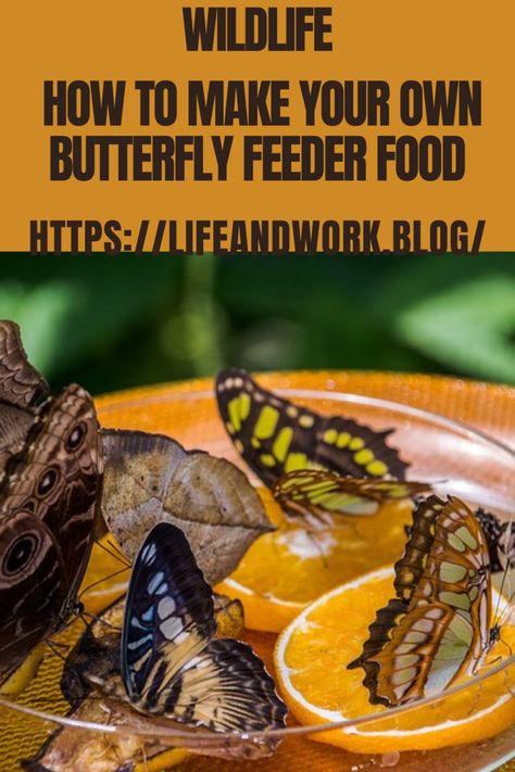 How to Make Your Own Butterfly Feeder Food Butterfly Food Feeder, When To Plant Strawberries, Terra Cotta Bird Bath, Beanie Weenies, Butterfly Food, Butterfly Feeders, Butterfly Feeder, How To Make Butterfly, Cheap Beer