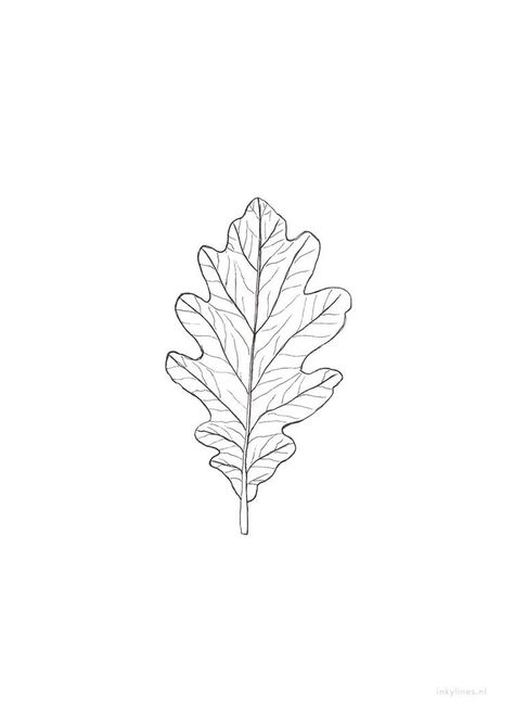 Oak Tree Leaf Tattoo, Oak Leaf Drawing, Flowers Tattoo Drawing, Flowers Moodboard, Oak Tattoo, Oak Leaf Tattoos, Linear Drawings, Leaf Drawings, Herb Embroidery