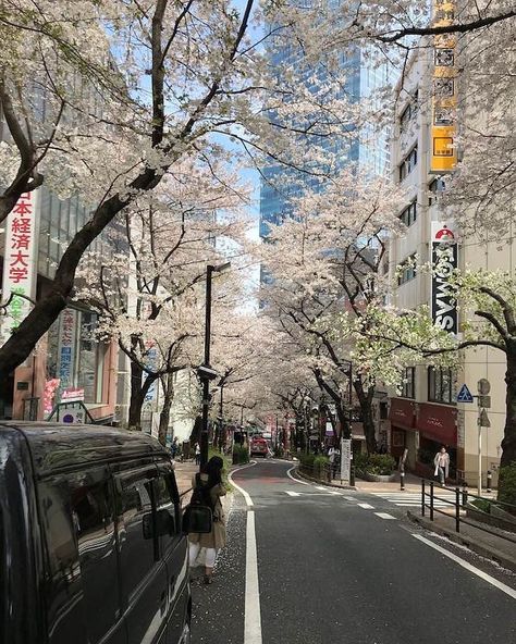 Japan Summer, Tokyo Ghoul Cosplay, Cherry Blossom Trees, Tokyo City, Go To Japan, Japan Aesthetic, Providence Ri, Aesthetic Japan, Japanese Aesthetic