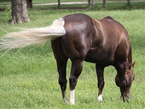 Chocolate Palomino Quarter Horse, Chocolate Palomino, Quarter Horse Stallion, Horse Beautiful, Palomino Horse, Horse Colors, Quarter Horses, American Quarter Horse, Most Beautiful Animals