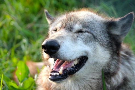 Anne Louise Avery on Twitter: "Old Fox was chatting to the bees, when he heard a terrible howl from the cottage. He raced back to find Wolf crying and barking and jumping with happiness. They did it. The Good Man won, him and the Brilliant, Bright Lady, they've ridded him for good! They've ridded him!… https://t.co/ePUziIR6c7" Wolf Smiling, Smiling Wolf, Wolf Cry, Three Wolf Moon, Fav Animal, Wolf Husky, Wolf Stuff, Wild Animals Pictures, Wolf Photos