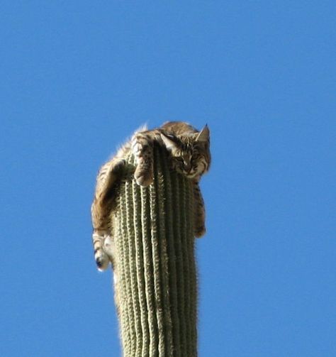 Arizona Wildlife, Arizona Animals, Desert Wildlife, Funny Rats, Desert Animals, Desert Life, Zoology, Animal Photo, Big Cats