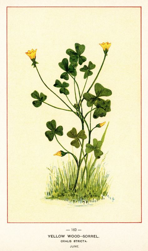 Yellow Wood-Sorrel ~ Free Vintage Botanical Image Yellow Wood Sorrel, Yellow Things, Wood Sorrel, Illustration Botanical, Yellow Wood, Flowers Illustration, Botanical Illustration Vintage, Trendy Flowers, Floral Image