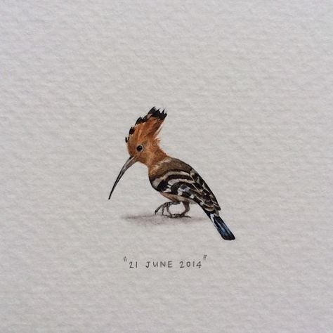 . Hoopoe Bird, Tiny Watercolor, Line Art Flowers, Reference Board, Animal Illustration Art, Bird Watercolor, Tiny Art, 21 June, Reference Pics