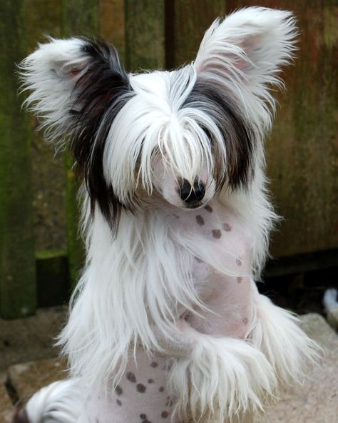 Chinese Crested Puppy, Chinese Crested Dog, Chinese Crested, Pretty Dogs, Silly Dogs, Pretty Animals, Cover Girl, Silly Animals, Animal Photo