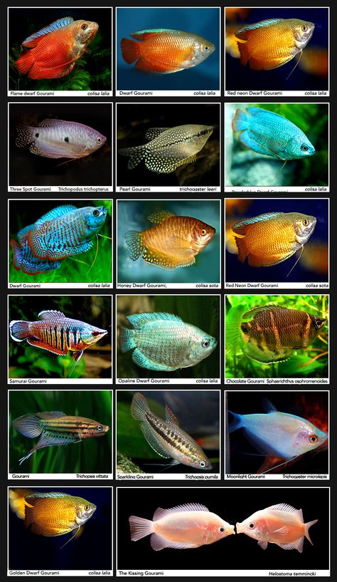 Gouramis Fish Freshwater, Ikan Air Tawar, Tropical Fish Aquarium, Tropical Fish Tanks, Tropical Freshwater Fish, Fresh Water Fish Tank, Tropical Aquarium, Fish Breeding, Freshwater Aquarium Fish