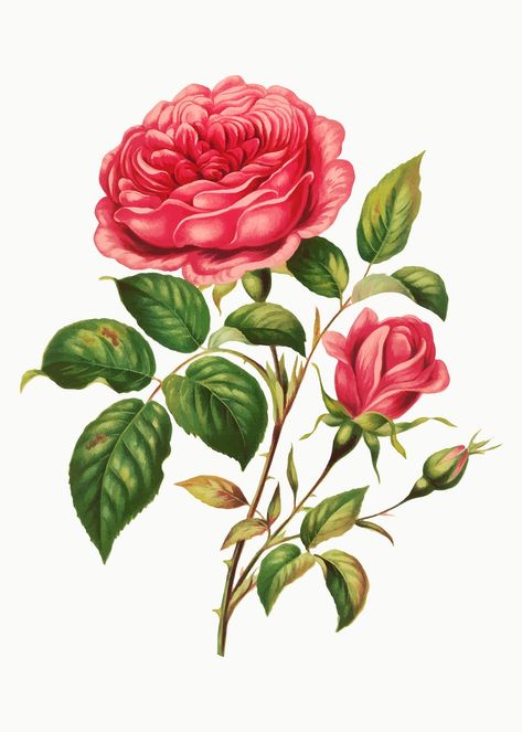 Vintage rose flower botanical illustration vector, remix from artworks by L. Prang & Co. | premium image by rawpixel.com Rose Bunch, Illustration Botanique Vintage, Botanical Rose, Leaf Illustration, Illustration Botanique, Botanical Illustration Vintage, Rose Photo, Plant Images, Rose Frame