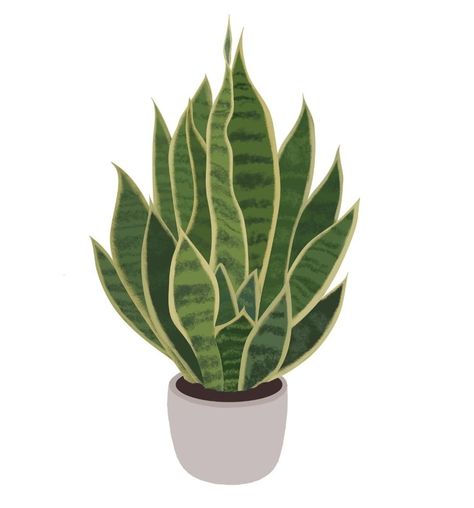 snake plant  No.2 Snake Plant Drawing, Planting Drawing, Plant Room Ideas, Plant Art Print, Plant Room, Nursery Office, Watercolor Plants, Photoshop Textures, Drawing Simple