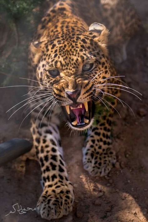 Macan Tutul, Angry Animals, Regnul Animal, Photo Animaliere, Gato Grande, Kitten Pictures, 문신 디자인, Cheetahs, Cat Boarding