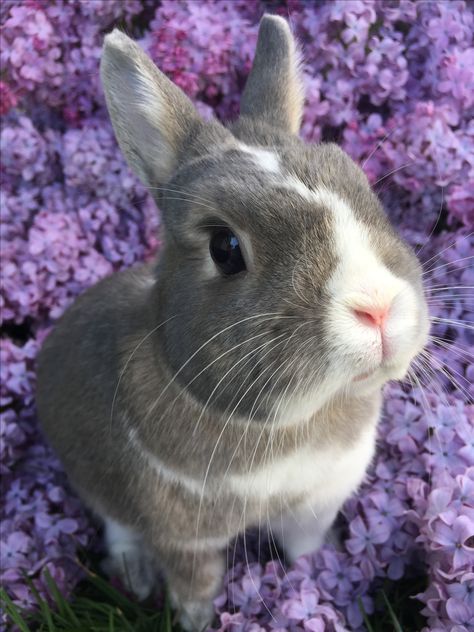 Cute bunny in lilac flowers Purple Bunny Aesthetic, Sofia The First Characters, Lavender Bunny, Bunny Stuff, Purple Bunny, Grey Bunny, Blue Bunny, Disney Aesthetic, Lilac Flowers