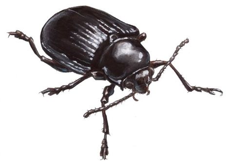 beetle dull to shiny 10 How To Draw Insects, Draw Insects, Insect Art Projects, John Muir Laws, Black Beetle, Shadow Side, Beetle Art, Dark Wings, Watercolor Kit