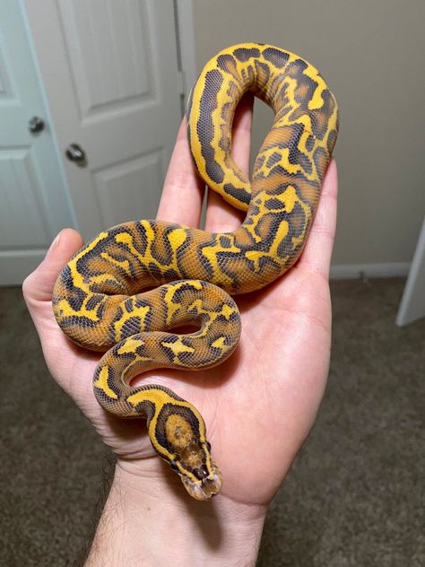 Pretty Ball Python Morphs, Piebald Ball Python, Clown Ball Python, Lemon Blast Ball Python, Rosy Boa, Axanthic Ball Pythons, Python Regius, Ball Python Morphs, Ball Pythons