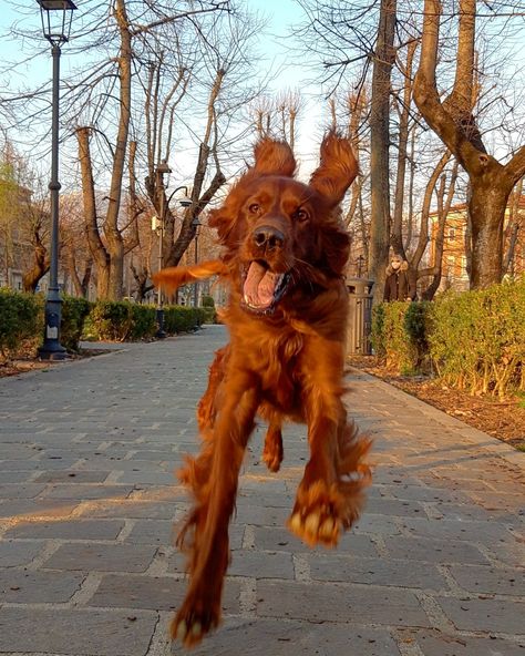 Red Setter Dog, Irish Setter Puppy, Irish Red Setter, English Setters, Irish Setter Dogs, Irish Setters, Most Beautiful Dogs, Pretty Dogs, Best Dog Breeds