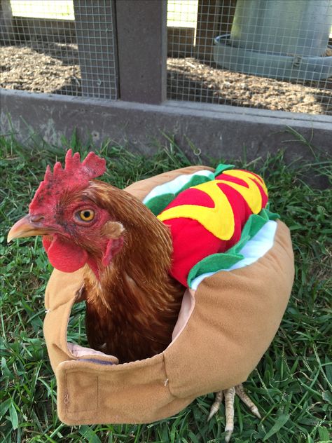 Chickens Wearing Clothes, Chicken Outfits For Chickens, Chicken Pics, Chicken Pet, Chicken Hats, Chicken Dog, Chicken Costumes, Pet Chicken, Goat Barn