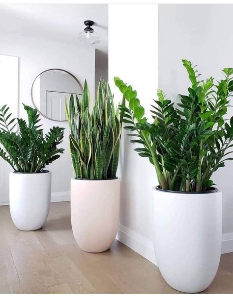 Sansevieria Plant, Potted Plants Outdoor, Living Room Plants, Zz Plant, Plant Decor Indoor, Interior Plants, Office Plants, House Plants Decor, House Plant Care