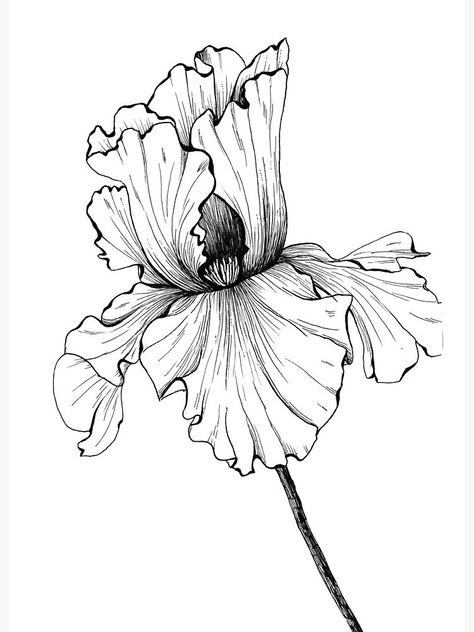 Iris Sketch, Iris Drawing, Canvas Inspiration, Ink Flowers, Floral Sketch, Pencil Drawings Of Flowers, Laser Engraved Ideas, Artwork Ideas, Iris Flower