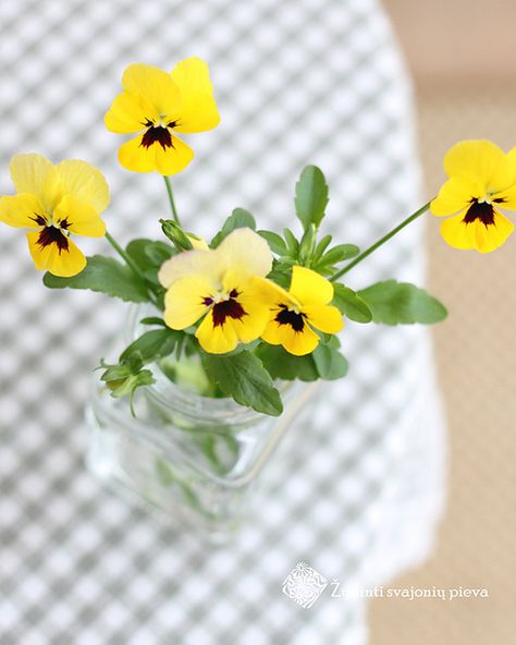 Yellow pansies Pansies Bouquet, Colorful Pallet, Yellow Pansies, Purple Pansy, Pansies, Yellow, Purple, Plants, Floral