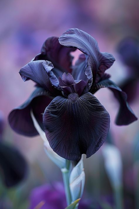 The Black Iris boasts velvety petals of deep, dark purple that appear almost black, offering a touch of gothic elegance to gardens. They’re perfect for adding contrast to lighter blooms.  Light: Full sun to partial shade Water: Regular watering, allow to dry between Soil: Well-drained, fertile soil Temperature: 50-70°F (10-21°C) Humidity: Moderate Fertilizer: Balanced fertilizer in spring and after bloomingPresents a spectacular contrast when planted among brightly colored flowers.  #iris #flowers #garden #blackbeauty Black Iris Flower, Iris Flowers Garden, Violets Flowers, Flowers Iris, Indoor Grow, Gothic Flowers, Iris Art, Gothic Elegance, Gothic Garden