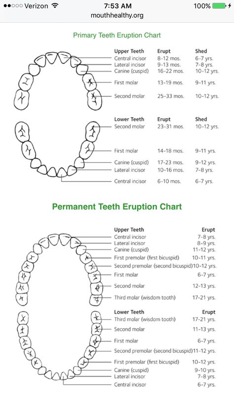 TeethErupt and Shed pattern Teeth Eruption Chart, Orthodontic Assistant, Baby Tooth Chart, Teeth Chart, Teeth Eruption, Food For The Brain, Dental Assistant Study, Teeth Tips, Dental Aesthetics