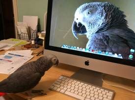 Einstein the Talking Texan Parrot Einstein Parrot, Parrot Care, Living In Texas, Division Word Problems, Grey Parrot, African Grey Parrot, African Grey, Colorful Birds, Watch Videos