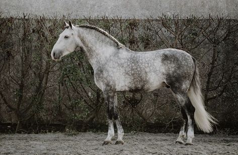 Conformation Ideas, Andalusian Stallion, Lusitano Stallion, Kathiyawadi Horse, Unusual Horse, Male Horse, Lusitano Horse, Gentle Soul, Warmblood Horses