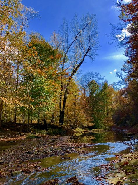 Beautiful shades of gold and red lining each side of the creek. Oct. 22, 2020 Future Painting, Fall Creek, Gold And Red, Autumn Harvest, Nature Art Painting, Shades Of Gold, Garden Stuff, Fall Harvest, Fall 2024