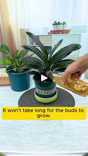 Clivia blooms easily with ginger, beer, wine #gardeningfun #gardening_feature #urbangardening #gardeninguk #gardeningphoto #gardeningistherapy #gardening101 #gardeningisfun #gardeningtime #gardeningday #gardeningproblems #gardeninggoals #gardeningideas #gardeninglove #gardening4pleasure #gardeningtips #gardeningmakesmehappy | Garden Tips | Garden Tips · Original audio Potted Plants Patio, Garden Tips, Ginger Beer, Urban Garden, Potted Plants, Ginger, Beer, Audio, Patio