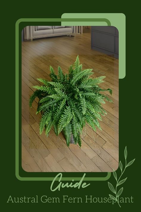 Explore the extraordinary Austral Gem Fern - a standout in the world of houseplants! 🌿✨ Discover why this fern is anything but ordinary and perfect for your indoor jungle. #AustralGemFern #HouseplantLove #IndoorGardening Indoor Jungle, Fern, How To Introduce Yourself, House Plants, This Is Us, Gems, The World, Plants