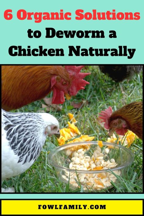 Organic Solutions to Deworm a Chicken Naturally Chicken Wormer Natural, How To Deworm Chickens, Natural Chicken Dewormer, Chicken Flock, Diet Changes, Chicken Poop, Livestock Feed, Diy Chicken Coop Plans, Chicken Farming