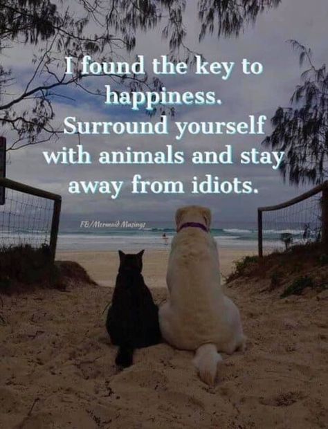 Inspirerende Ord, Psy I Szczenięta, Key To Happiness, Night Wishes, Animal Quotes, Dog Quotes, Quotable Quotes, A Quote, Wise Quotes