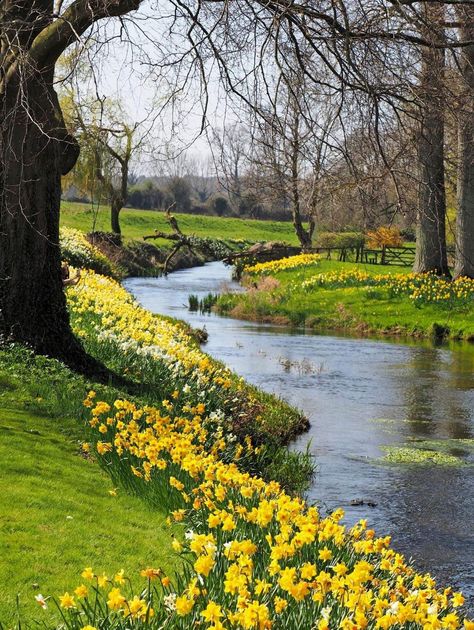 Spring Landscape Photography, Golden Daffodils, Norfolk England, Spring Landscape, Pretty Landscapes, Spring Aesthetic, Jolie Photo, Beautiful Scenery Nature, Beautiful Nature Pictures