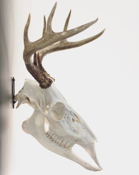 Deer Skull Side View, Deer Skull Reference, Animal Skull Reference, Deer Skull Drawing, Skull Side View, Skull With Antlers, Deer Tattoo Designs, Deer Skull Art, Deer Antler Decor