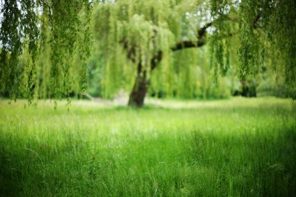 The tree in Livy's favorite book A Willow Tree, Living Willow, Weeping Willow Tree, Curly Willow, Happy Farm, Planting Ideas, Willow Branches, Tree Cutting, Weeping Willow