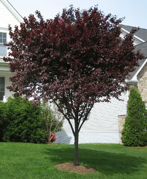 Flowering Purple Plum Plum Tree, Plum, Trees, Purple