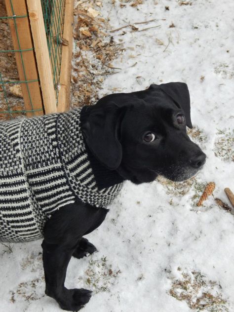 Upcycled Dog Sweater, Diy Dog Sweater From Old Sweater, Diy Dog Sweater, Large Dog Sweaters, Dog Coat Pattern, Dogs Clothes, Ideas For Dogs, Toys Food, Diy Dog Collar