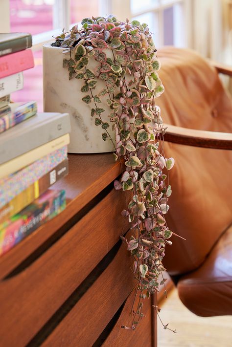 String Of Hearts Plant, Ceropegia Woodii, Heart Leaf Philodendron, Dream House Aesthetic, Flora Grubb, String Of Hearts, Arrowhead Plant, Growing Vines, House Aesthetic