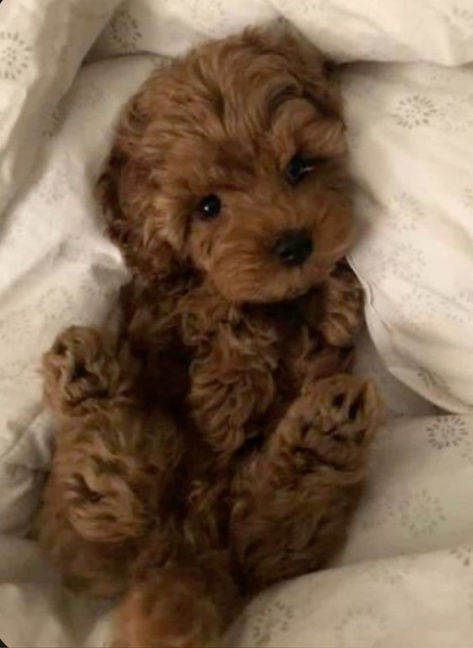 Fluffy Small Dogs, Cavapoo Mini, Micro Labradoodle, Mini Cavoodles, Teacup Maltipoo Puppy, Mini Doodle Dog, Brown Fluffy Dog, Teacup Labradoodle, Micro Mini Goldendoodle