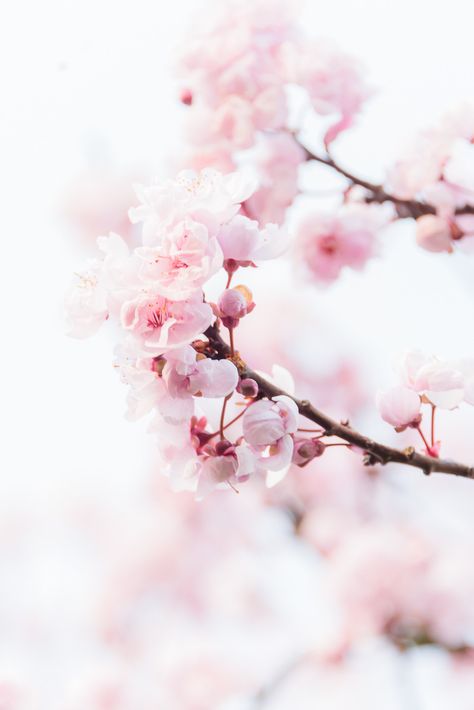 Flower Aesthetics, Spring Flower, Cherry Blossoms, Free Stock Photos, Cherry Blossom, Apple Watch, Blossom, Cherry, Stock Photos