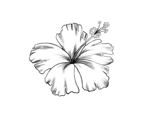 Tattoo Flower Shoulder, Hawaiian Flower Drawing, Flower Drawing Tumblr, Hibiscus Flower Drawing, Hibiscus Flower Tattoos, Tattoo Samples, Simple Flower Drawing, Hibiscus Tattoo, Flower Tattoo Drawings