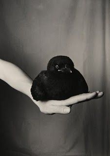 Baby crow Baby Crows, American Crow, Quoth The Raven, Black Birds, Jackdaw, Crows Ravens, 판타지 아트, Blackbird, Black Beauty